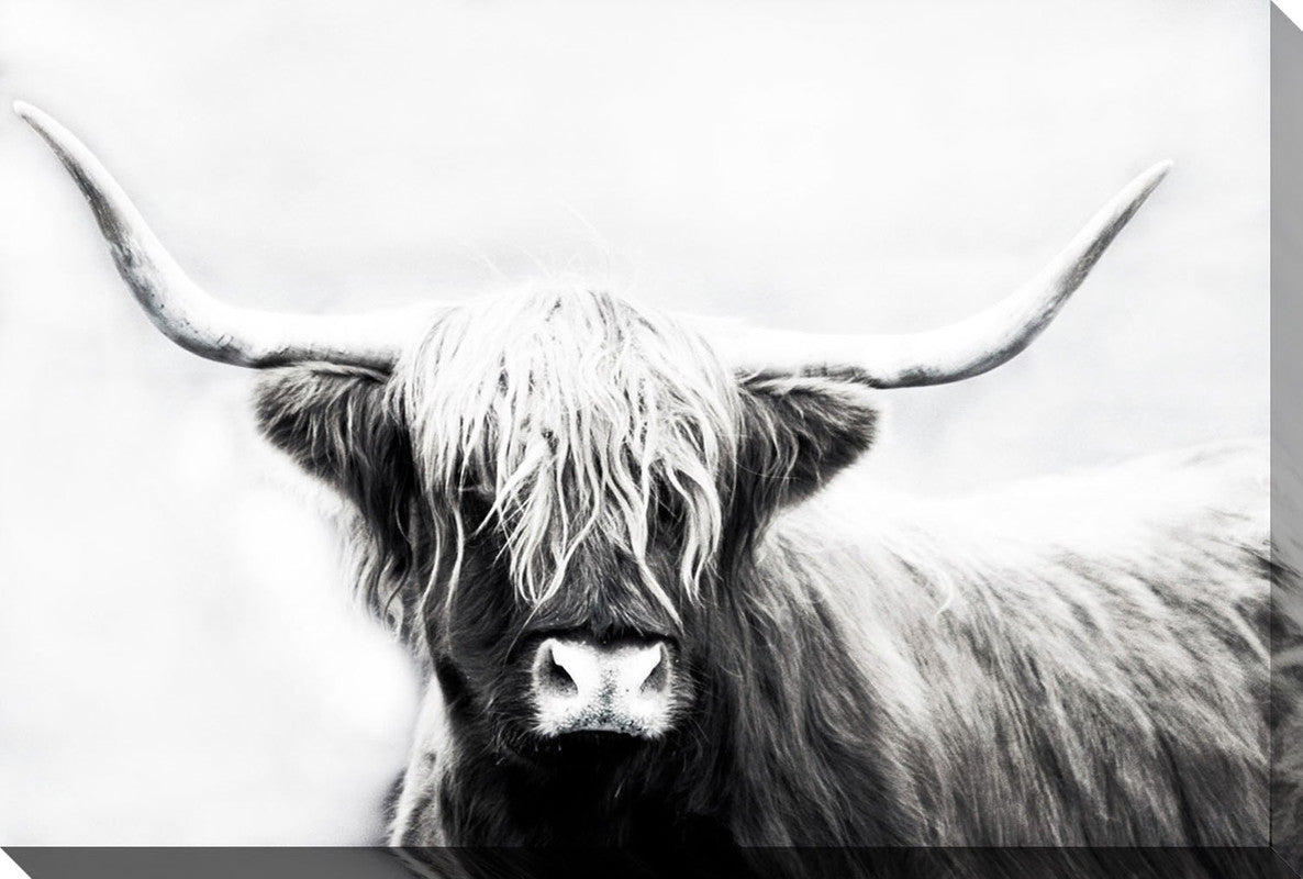 Perfect Highland Headshot II Canvas Wall Art - 30 X 45